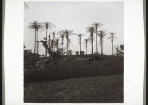 Oil palms with birds' nests