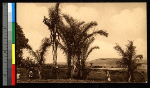 Regional landscape, Madagascar, ca.1920-1940