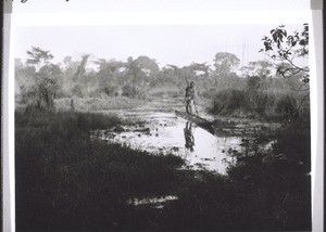 A swamp in Bandon