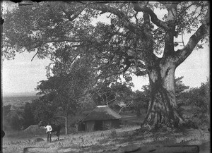 Sycamore, Shilouvane, South Africa, ca. 1901-1907