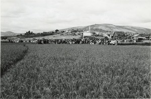 Ricefield, in Madagascar