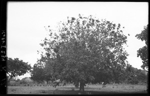 Tree, Mozambique, ca. 1933-1939