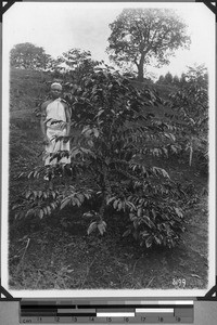 Coffee plants of the Moravian Society, Tanzania, 1927-1939