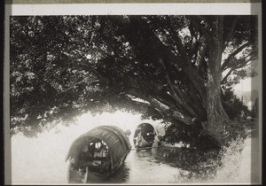 Cargo boat under a banana tree