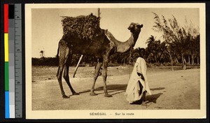 Boy and a camel, Senegal, ca.1920-1940