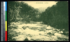 River in the forest, Madagascar, ca.1920-1940