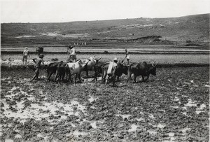 Preparation of a ricefield with an Angady, in Madagascar