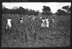 Grasshopper swarm, Mozambique, ca. 1933-1939