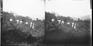 African people clearing a plot of land, Lemana, South Africa