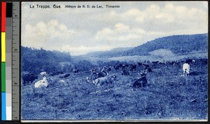 Cattle in a grassy field with low hills in the distance, Canada, ca.1920-1940