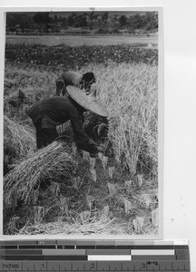 Cutting rice at Wuzhou, China, 1947