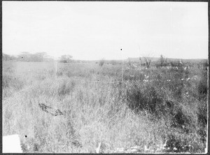 Giraffes, Tanzania, ca. 1900-1914