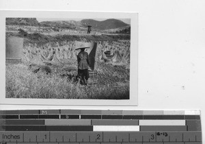 Harvesting rice at Dongan, China, 1937