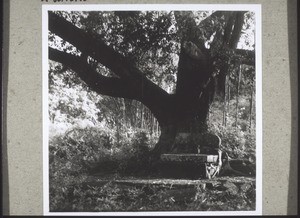 Grosser Baum mit Kultusstätte, ev. Sitz eines Feldgeistes