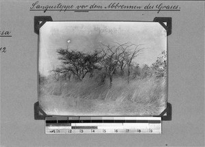 Sangu grassland before burning the grass, Nyasa, Tanzania, 1929