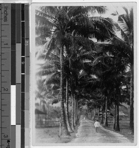 Man walking under coconut palm trees, Philippines, ca. 1920-1940