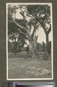 Fig-tree, Blantyre, Malawi, ca.1926