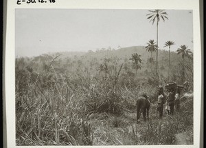 Auf der Reise in Dimandi