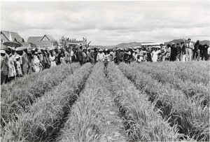 Ricefield, in Madagascar