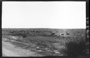 Herds of cattle, Mozambique, ca. 1933-1939
