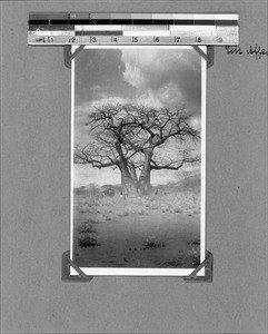 Baobab, Tanzania, ca.1929-1930