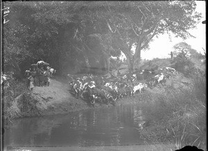 Herd of cattle, Antioka, Mozambique, ca. 1901-1907