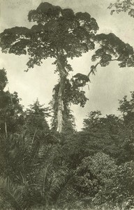 Giant tree, in Gabon