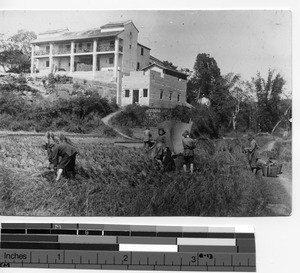 Women harvesting rice in Lim Tsai, China, 1932