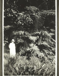 A large tree fern