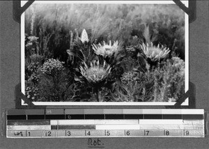 Protea Flowers, South Africa