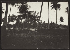 Cattle grazing ground of the Seasowes Plantation