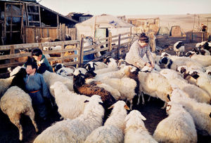 Distribution of emergency aid (fodder) in the Gobi-Sumber Province of Mongolia in March 2001. F