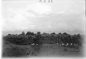 Grazing cattle, Tanzania, ca.1893-1920