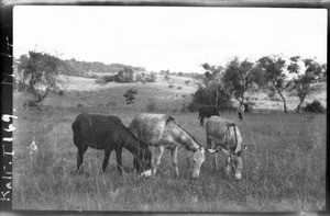 Donkeys, Elim, Limpopo, South Africa, ca. 1933-1939