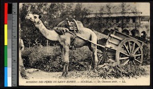 Camel attached to a cart, Senegal, ca.1920-1940