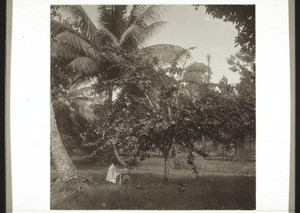 Calabash tree in the Botanical Gardens in Victoria