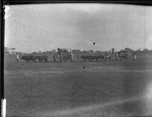 Caravan between Catembe and Matutwini, Mozambique, ca. 1901-1907