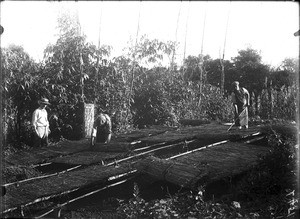 Tree seedlings, Lemana, Limpopo, South Africa, ca. 1906