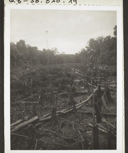 Anlegen eines Reisfeldes (Ladang). Roden des Waldes