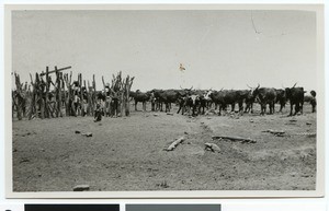 Cattle at a watering place, South Africa, 1932