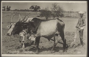 "Ploughing. Madras."