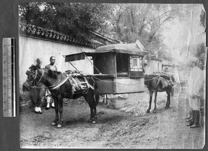 Mules carrying litter, Beijing, China, ca.1870-1880