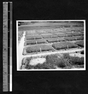 Experimental rice plots at Fukien Christian University, Fuzhou, Fujian, China, ca.1946