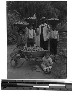 Harvesting quinces in Silo, South Africa East