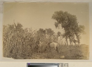 Mafee feeding a horse, Manchuria, 1889