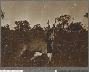 Dog attacking antelope, Mozambique, 1918