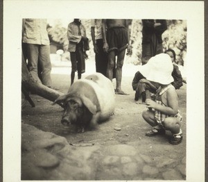 Erny's little boy examining a chinese pig, 1937