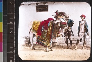 Sacred bull, Andhra Pradesh, India, s.d