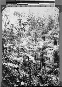 Rain forest, Rungwe, Tanzania, ca. 1898-1914