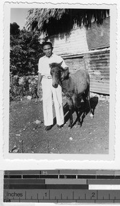 Portrait of a Maya with newly born horse, Carrillo Puerto, Quintana Roo, Mexico, ca. 1948